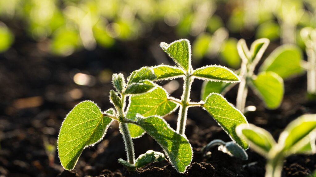 Sanidad de las plantas